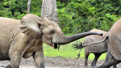 Fototapeta na wymiar African Forest Elephant, Loxodonta africana cyclotis, of Congo Basin. At the Dzanga saline (a forest clearing) Central African Republic, Sangha-Mbaere, Dzanga Sangha