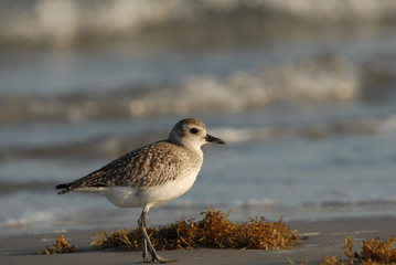 Shore Bird