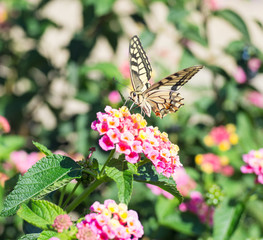 Papilio machaon Butterfly