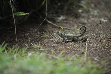 Common lizard.