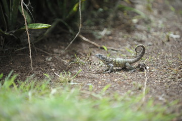Fototapeta premium Common lizard.