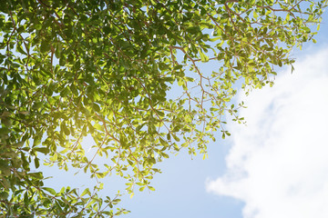 sun light on green leaf and blue sky