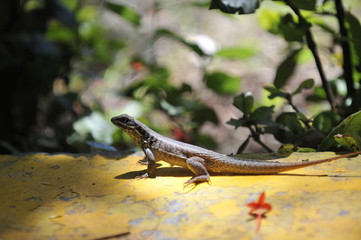 Common lizard.