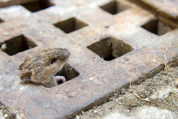 mouse peeking out of the canal