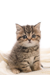 Fototapeta na wymiar stripy gray kitten on white knitted fabric