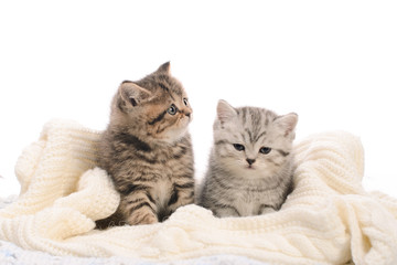 Naklejka na ściany i meble two gray stripy kitties on white knitted fabric
