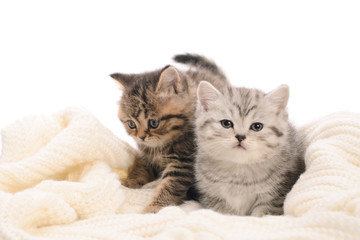 two gray stripy kittens on white knitted fabric