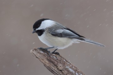 Chickadee on a branch with snow