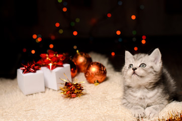 Obraz premium gray kitten with christmas decorations and gifts