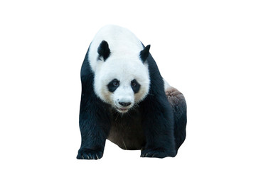 giant panda bear isolated on white