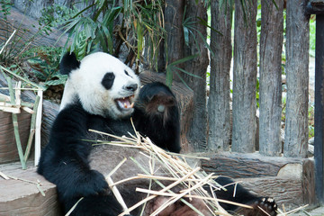 Hungry giant panda bear eating