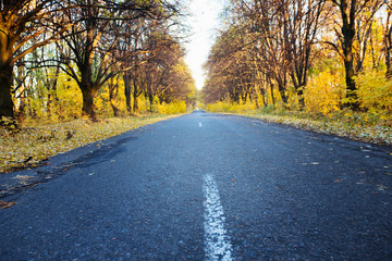 Obraz premium Road in the autumnal forest