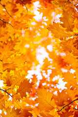 autumn leaves, very shallow focus