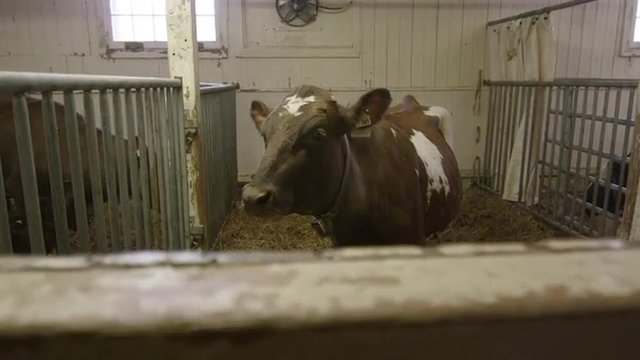 Dairy Cows on a food production farm