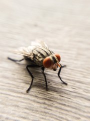 tiny fly macro