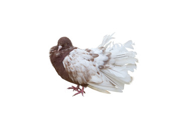 big beautiful Pigeon bird
