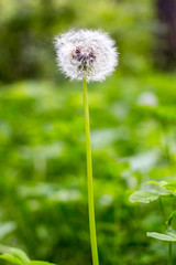 Dandelion on a fresh green background