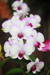 Fototapeta na wymiar Beautiful orchids
