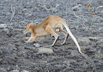Naklejka premium Young wallabyin outback Queensland, Australia