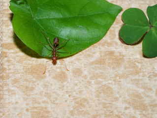 red ant walk from green leaf to ground