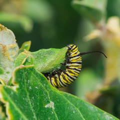 Monarch Butterfly Caterpillar