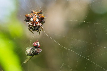 Female Hawaiian Gasteracantha Cancriformis © Kerry Snelson