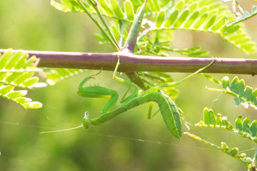 Praying Mantis Hanging from a Branch