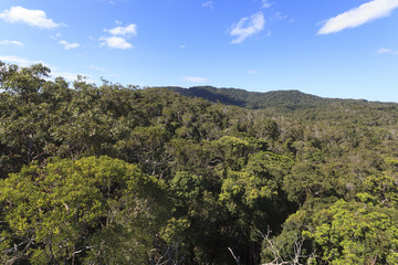 Aerial view of the primeval forest