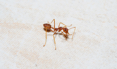 red ant on the floor