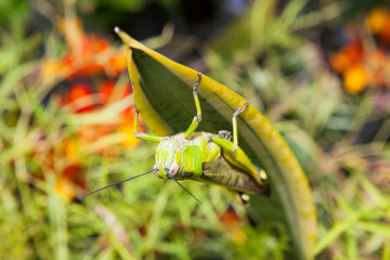 Grasshopper on a leaf