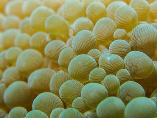 coral pattern