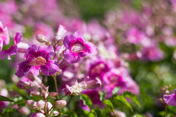 Fototapeta premium Pink Trumpet Vine or Pododranea Ricasoliana