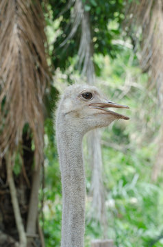 Close-up Head Shot of One Ostrich.