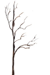 Dried tree isolation on white, watercolor painting