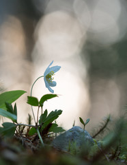 Wood anemone, Anemone nemorosa, reflections in the background