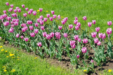 Pink tulips on the flowerbed