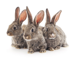 Baby rabbits.