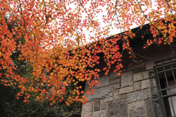 Autumnal leaves the autumn leaves