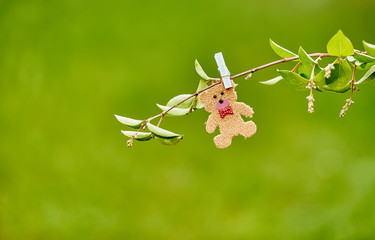 Little teddy pegged to a branch