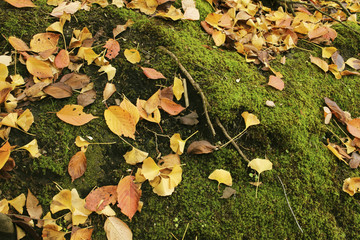 Garden of fallen leaves and moss