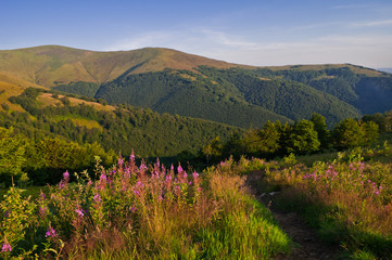 Obraz premium Summer mountain landscape with pink flowers in the foreground