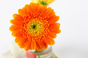 Orange gerbera flower for background.