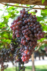 red wine grapes hang from a vine