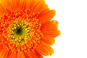 Orange gerbera flower isolated on white background.