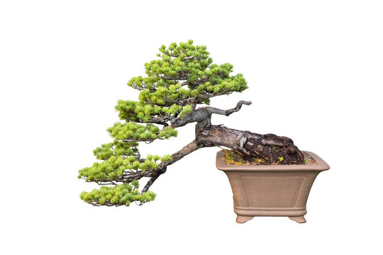 bonsai tree of pine