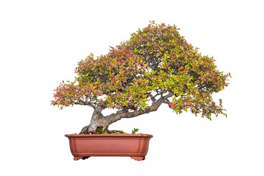 bonsai tree of chinese elm in autumn