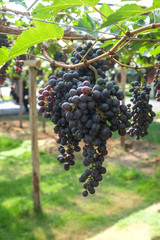 red wine grapes hang from a vine