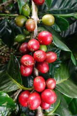 Coffee beans ripening on a tree.