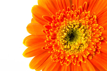 Orange gerbera flower isolated on white background.