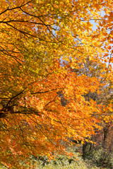 紅葉したカエデ